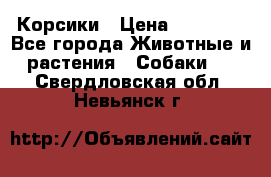 Корсики › Цена ­ 15 000 - Все города Животные и растения » Собаки   . Свердловская обл.,Невьянск г.